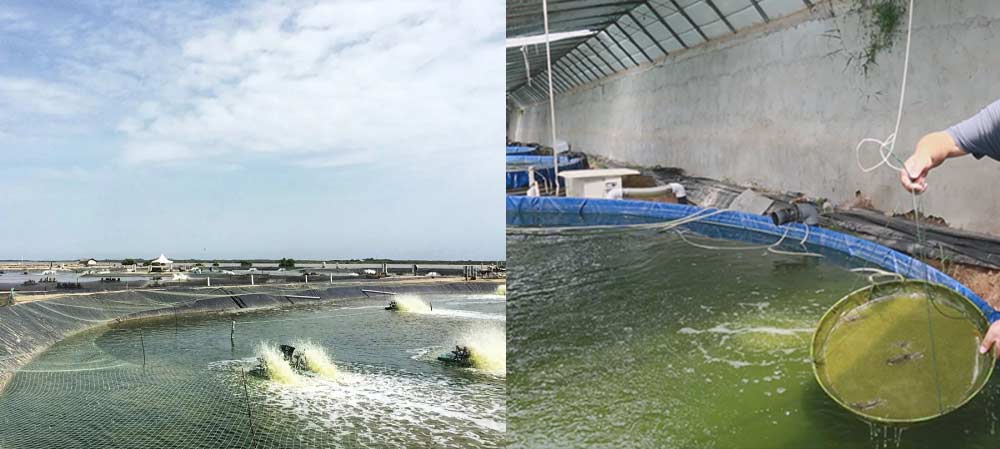 The role of Bromochlorodimethylhydantoin Bromide in aquaculture