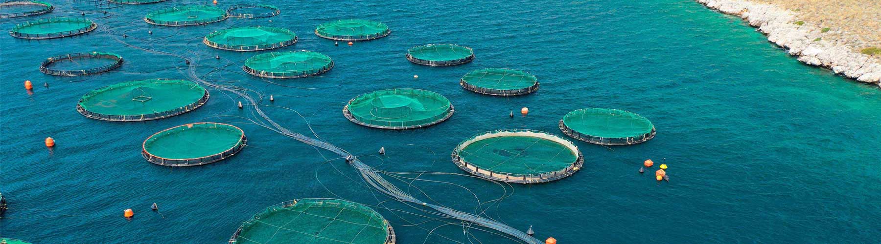 CHC-in-aquaculture