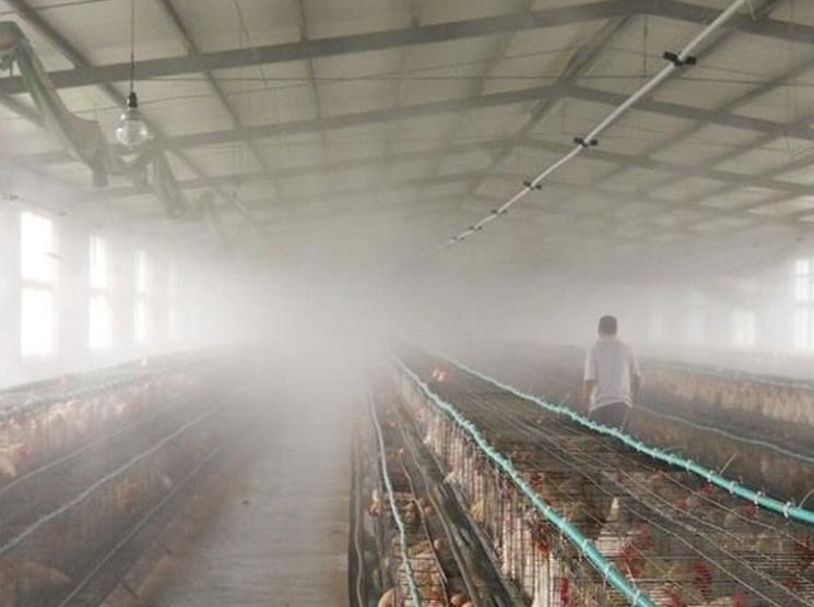 Trichloroisocyanuric Acid (TCCA) Emerges as an Effective Fumigant for Farming Facilities